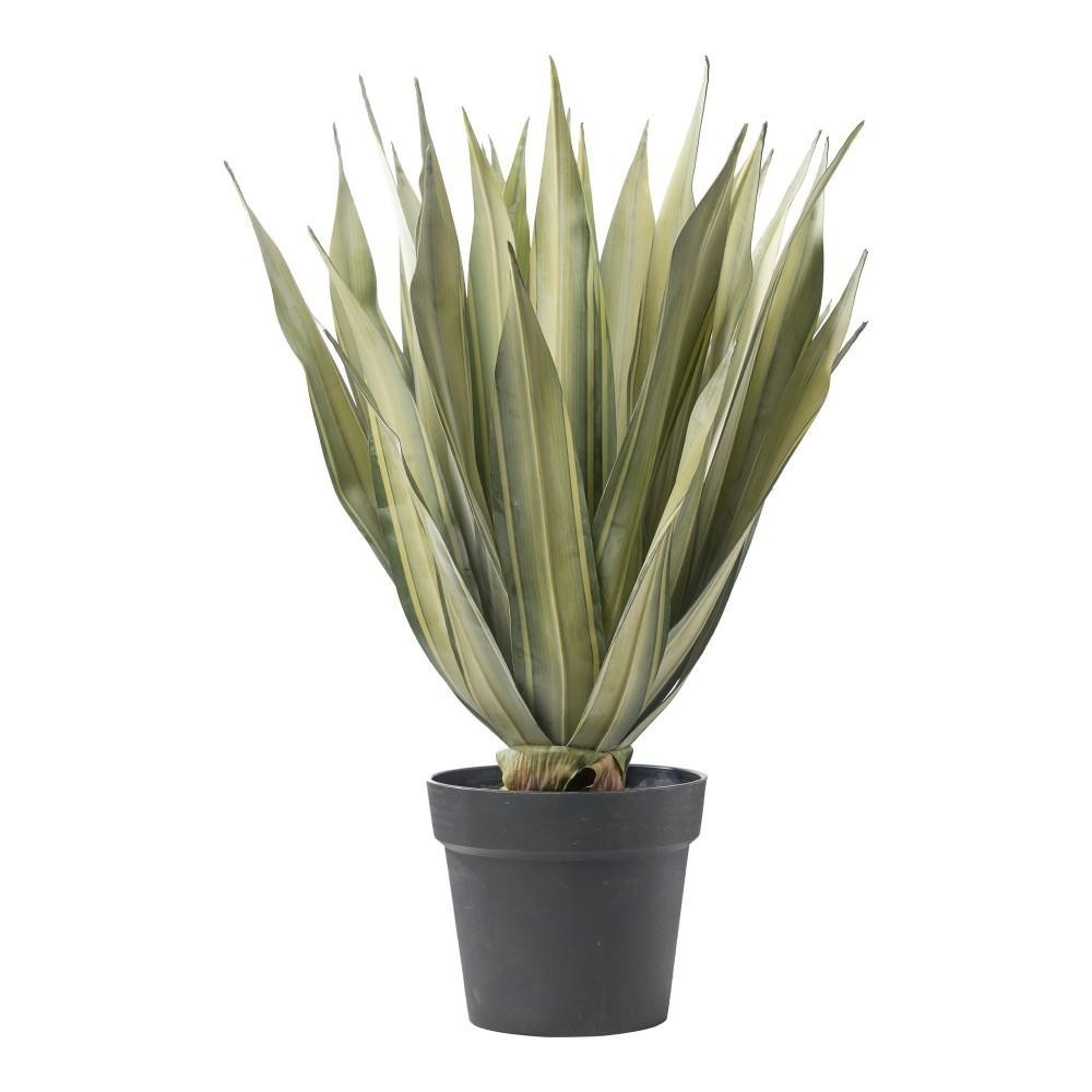 PIANTA AGAVE CM.65